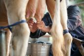 Closeup of person milking a cow