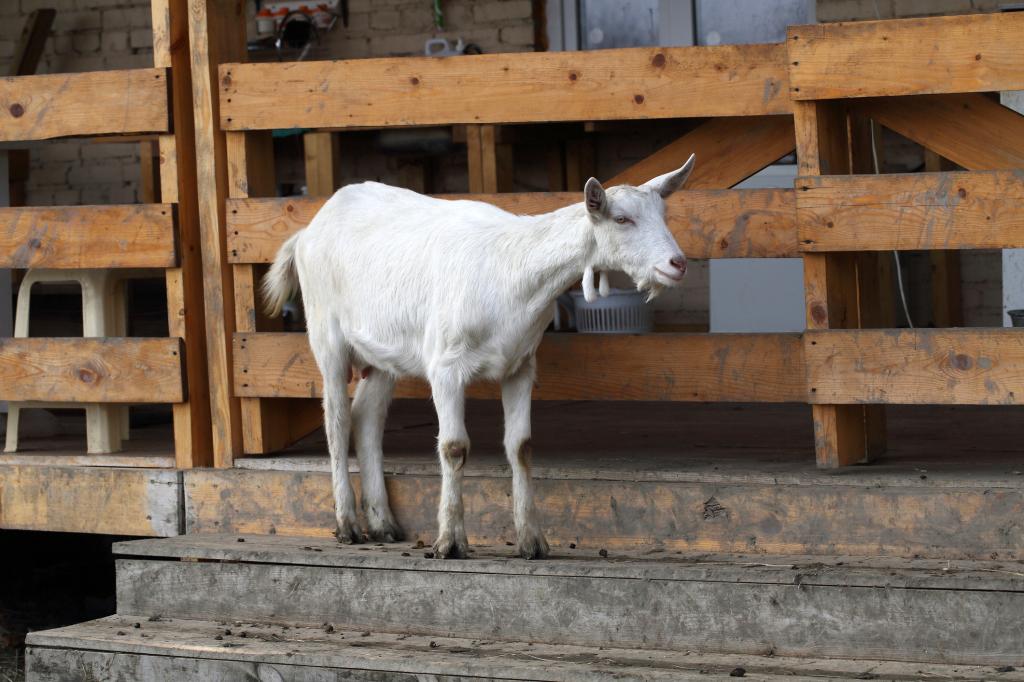 White goat on the street