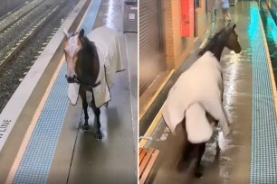 Horse casually trotting onto a train platform at Warwick Farm Station in Sydney