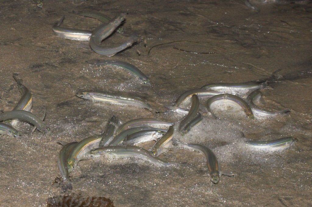 Grunion.