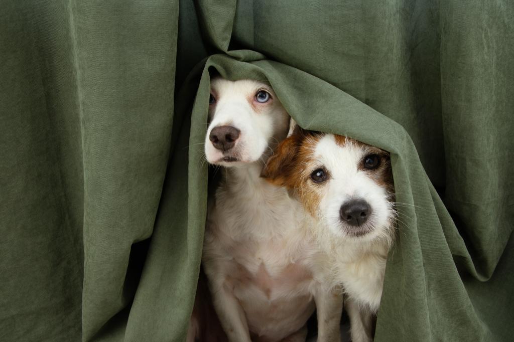 two scared or afraid puppy dogs wrapped with a curtain.