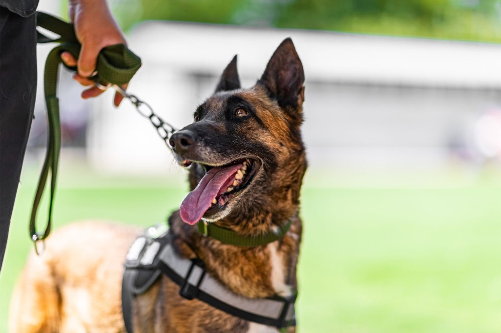 German Shepard with harness on 