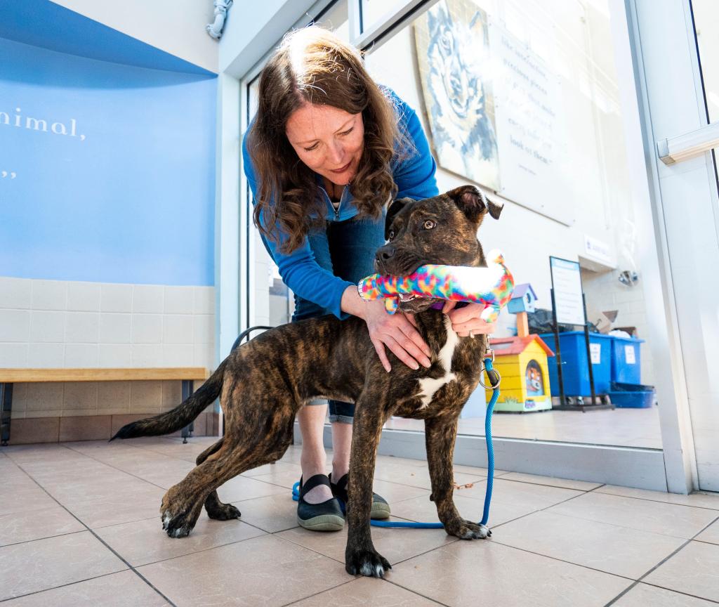 Wisconsin Humane Society VP Angela Speed pets Bella in Milwaukee on April 25, 2024.