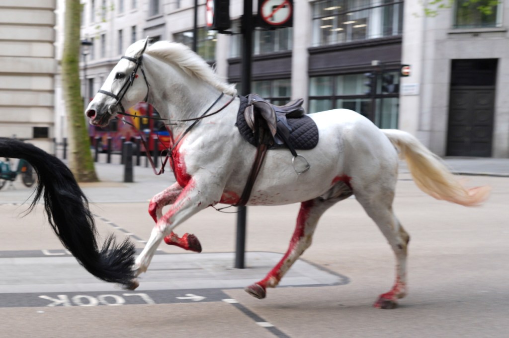 A number of horses, including one soaked in blood, ran amok through London Wednesday.