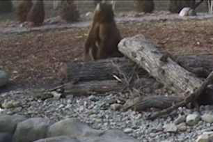 Bear stands up to view solar eclipse from the Toldeo Zoo