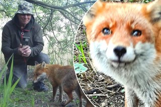 Tail-wagging fox can’t hide her joy seeing human friend again