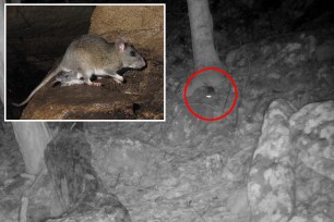 An elusive rodent considered to be a "sensitive species," has been spotted on a West Virginia trail in the Allegheny mountains.