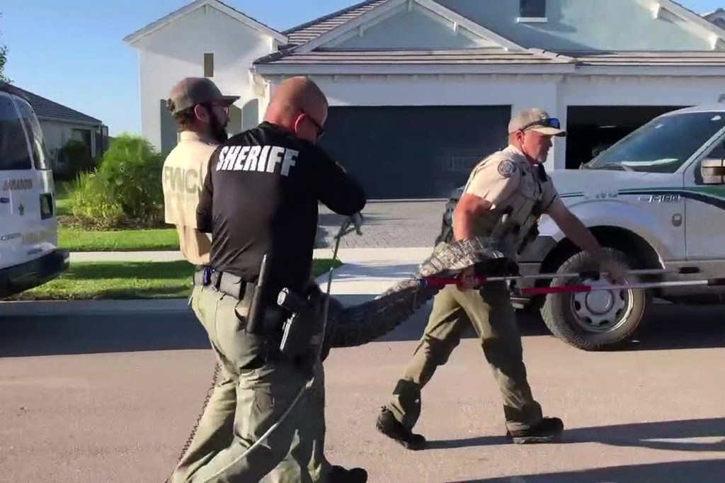Police and wildlife workers removing alligator