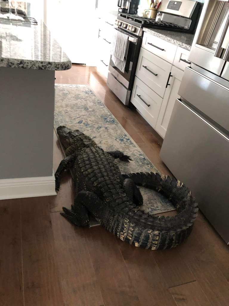 Alligator inside woman's kitchen