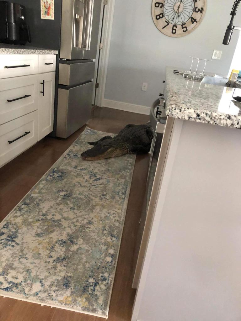 Alligator inside woman's kitchen