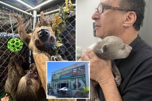 composite image: upper left, a sloth hangs upside down staring into the camera; right, wallach in glasses holding a small grey bear cub; inset, the exterior of sloth encounters.