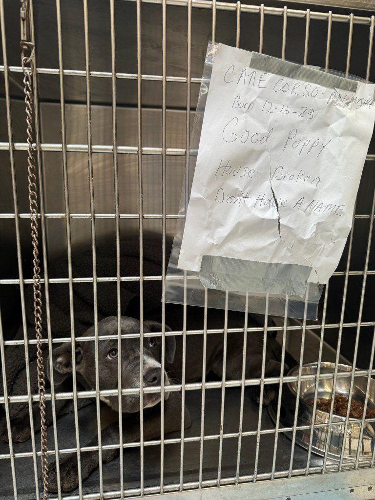Minerva in her kennel with note attached to bars