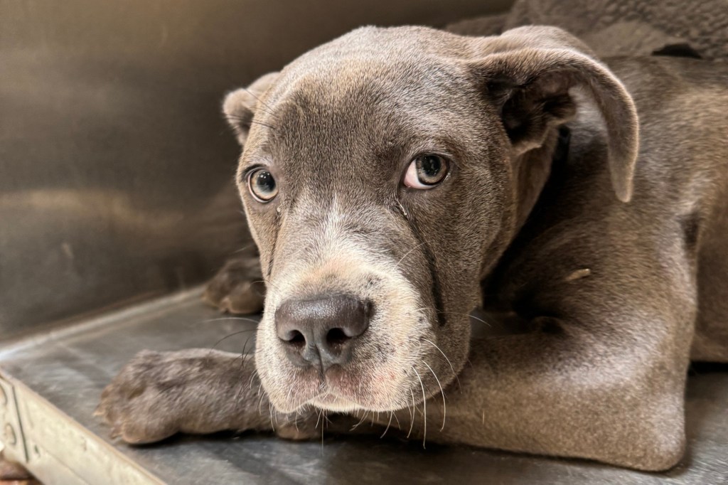 A 5-month-old dog with teary eyes, abandoned outside a Pennsylvania animal shelter with a note declaring her a good puppy