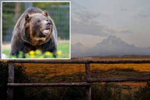 A grizzly bear attacked and seriously injured a man in western Wyoming’s Grand Teton National Park, prompting closure of a mountain there Monday.