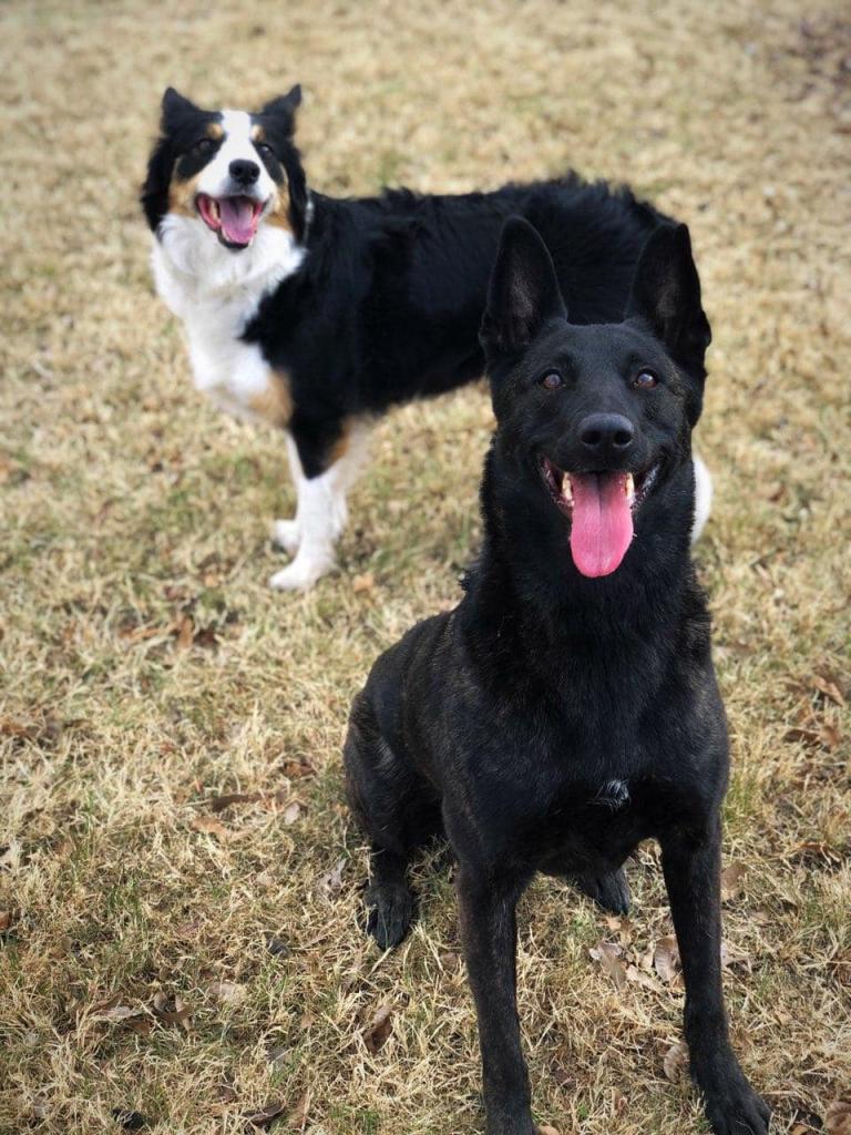 Black dog and black and white dog