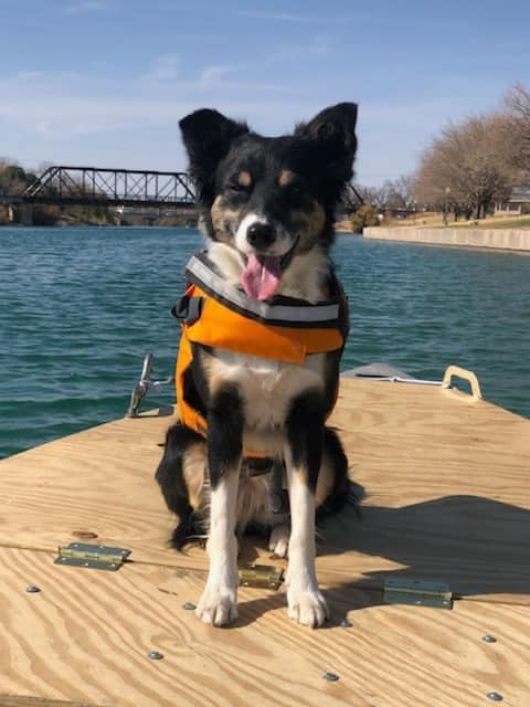 Border collie wearing a life jacket and sitting in a boat on water