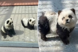A zoo in China is being accused of animal cruelty after they dressed dogs as pandas because they didn't have the genuine artifact, as seen in viral photos.