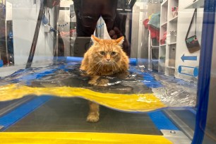 Overweight cat named Moses participating in a hydrotherapy session at Avonvale Veterinary Centres in an attempt to lose weight.