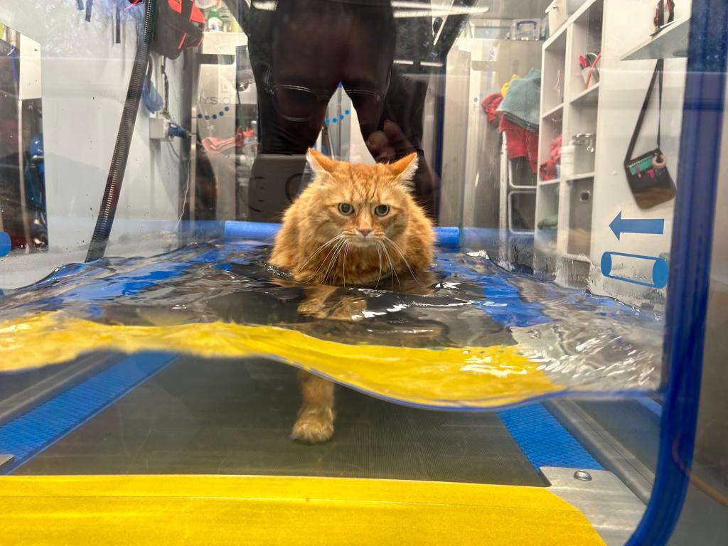 Overweight cat named Moses participating in a hydrotherapy session at Avonvale Veterinary Centres in an attempt to lose weight.