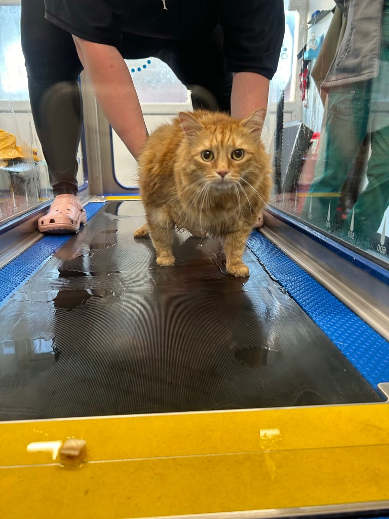 Overweight cat Moses walking on a treadmill at Avonvale Veterinary Centres as part of his weight loss routine