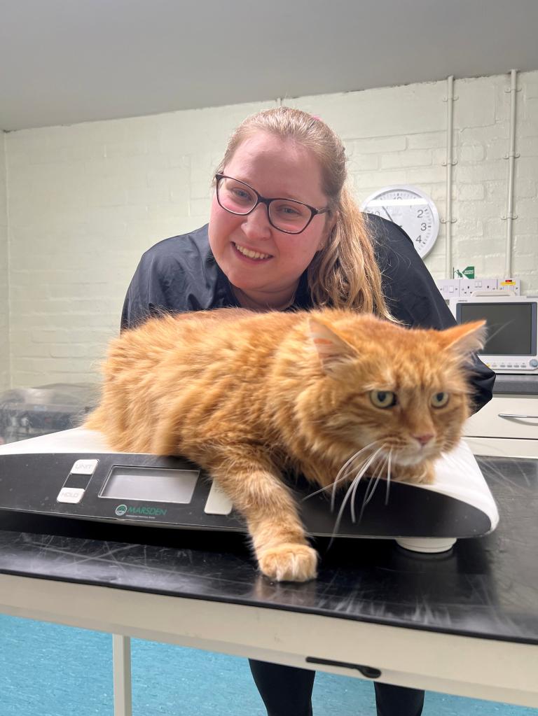 Veterinary hydrotherapist Olivia Stokes holding overweight cat Moses on a scale at Avonvale Veterinary Centre