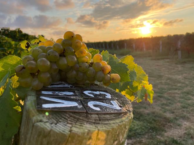 A bunch of grapes on a tree stump in a micro vineyard in the Hamptons, photo courtesy of New Roots Wine Club