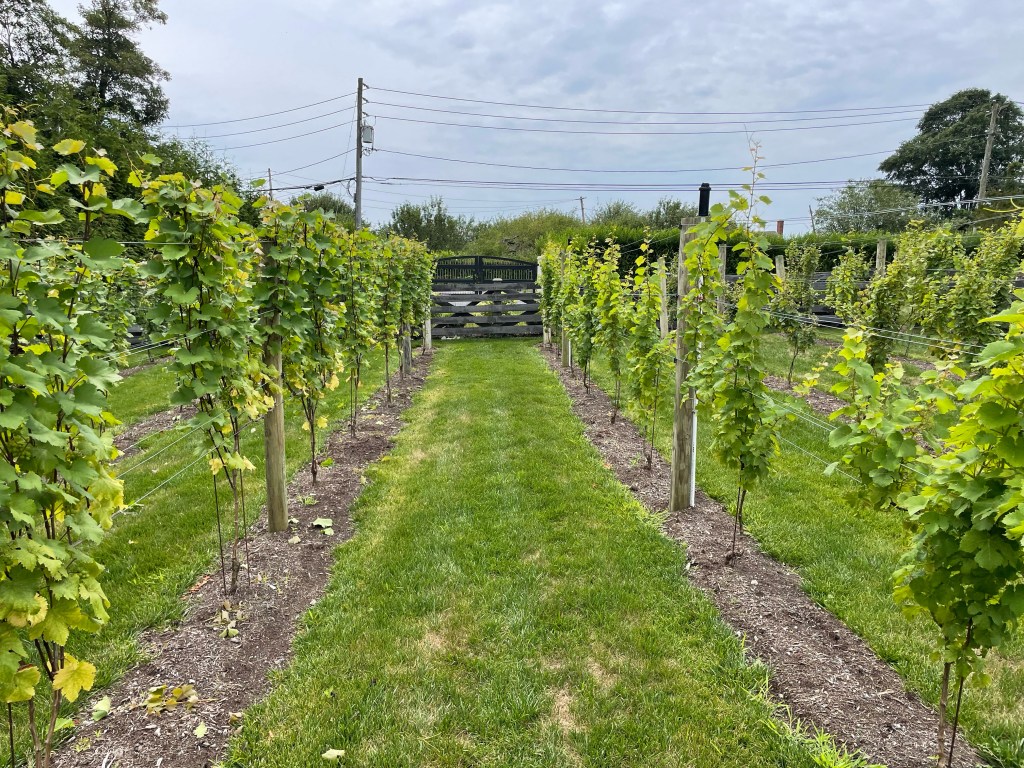 Stephen Scarnato, founder of Long Island Vine Care, in a green field with rows of vines, promoting micro-vineyard cultivation