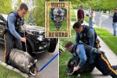 Cops wrangle Pumba the pig.