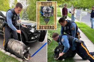 Cops wrangle Pumba the pig.