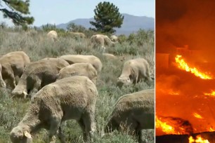 USDA officials have deployed sheep to southwestern Nevada to eat grass and lower the wildfire risk.
