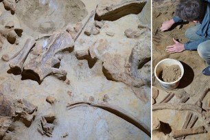 Hundreds of ancient mammoth bones have been uncovered beneath an Austrian wine cellar belonging to Andreas Pernerstorfer, of Gobelsburg, in what experts dubbed an "archaeological sensation."