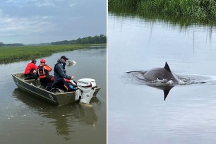 A group of people in a boat observing a dolphin in the water