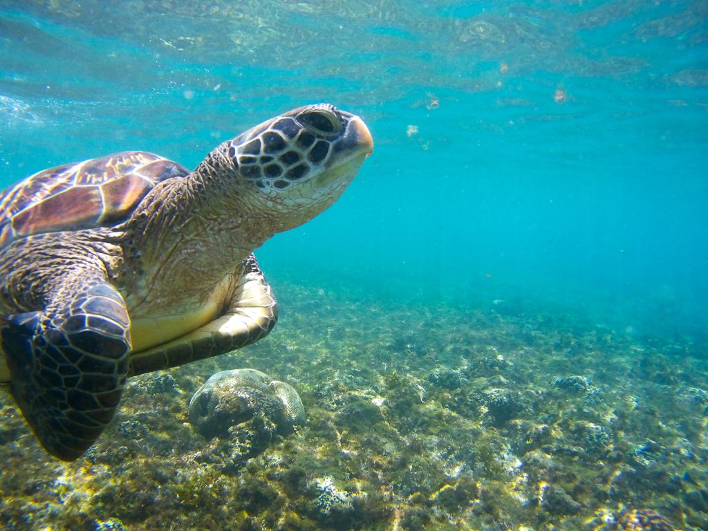 Turtle swimming underwater