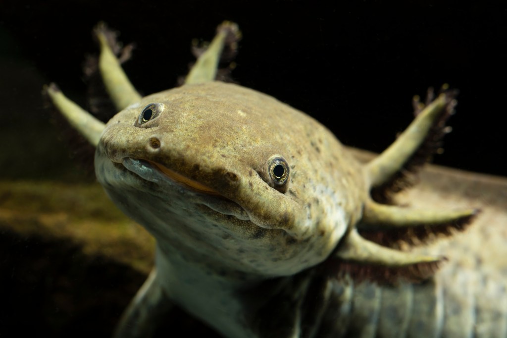 he head of the Mexican axolotl.