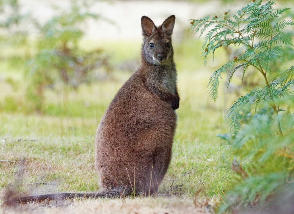 Bennett's wallaby - Macropus rufogriseus, also red-necked wallaby, medium-sized macropod marsupial, common in eastern Australia, Tasmania, introduced to New Zealand, England, Scotland, Ireland and France
