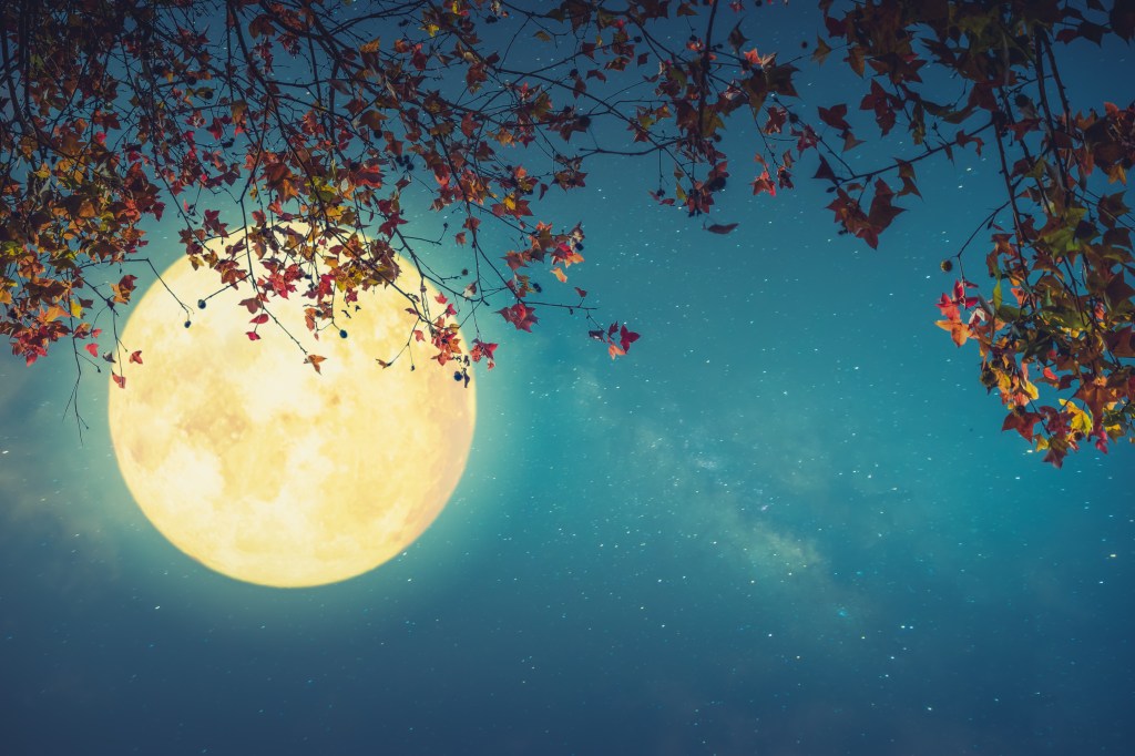 Beautiful autumn fantasy - maple tree in fall season and full moon with star. Retro style with vintage color tone. Halloween and Thanksgiving in night skies background concept.
