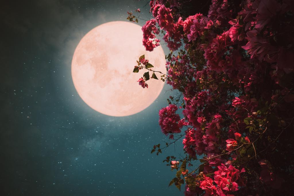 Beautiful pink flower blossom in night skies with full moon