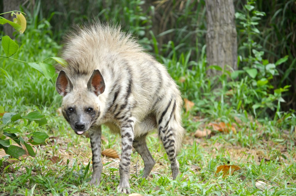 Striped hyenas have a broad head with dark eyes, a thick muzzle, and large, pointed ears.