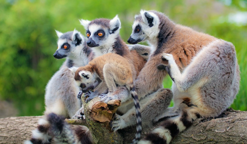 Lemuri del Madagascar