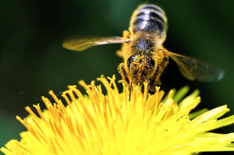 A bee is seen on a dandelion.