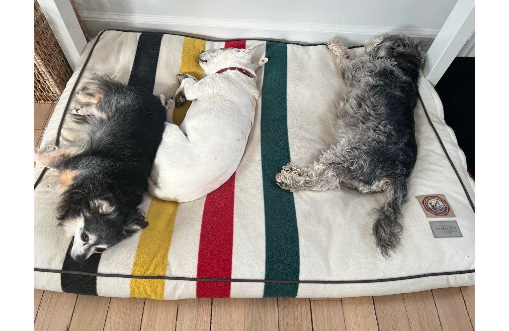 Photo of three adorable dogs on a stylish dog bed 