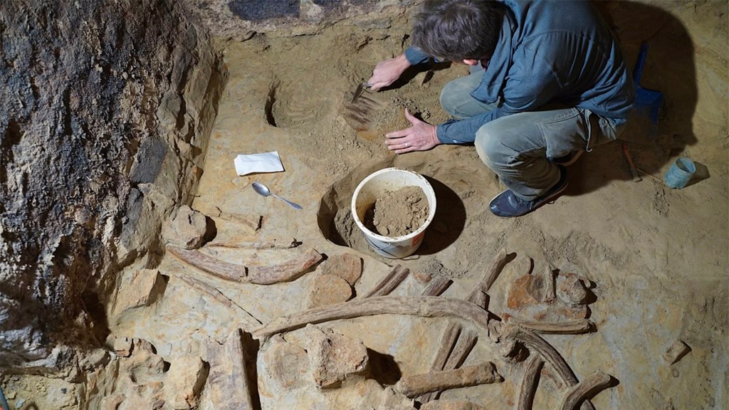 Austrian archaeologists said hundreds of ancient mammoth bones were found beneath a wine cellar in Gobelsburg.