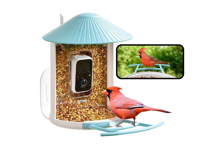 A bird standing on a bird feeder