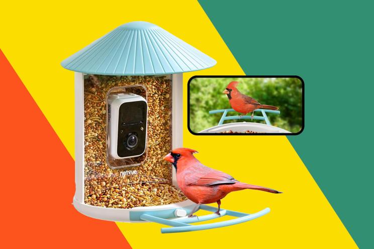 A bird perched on a bird feeder