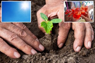 Overhead view of a woman in red boots kneeled on green grass, tending to her organic vegetable garden with a hand fork.