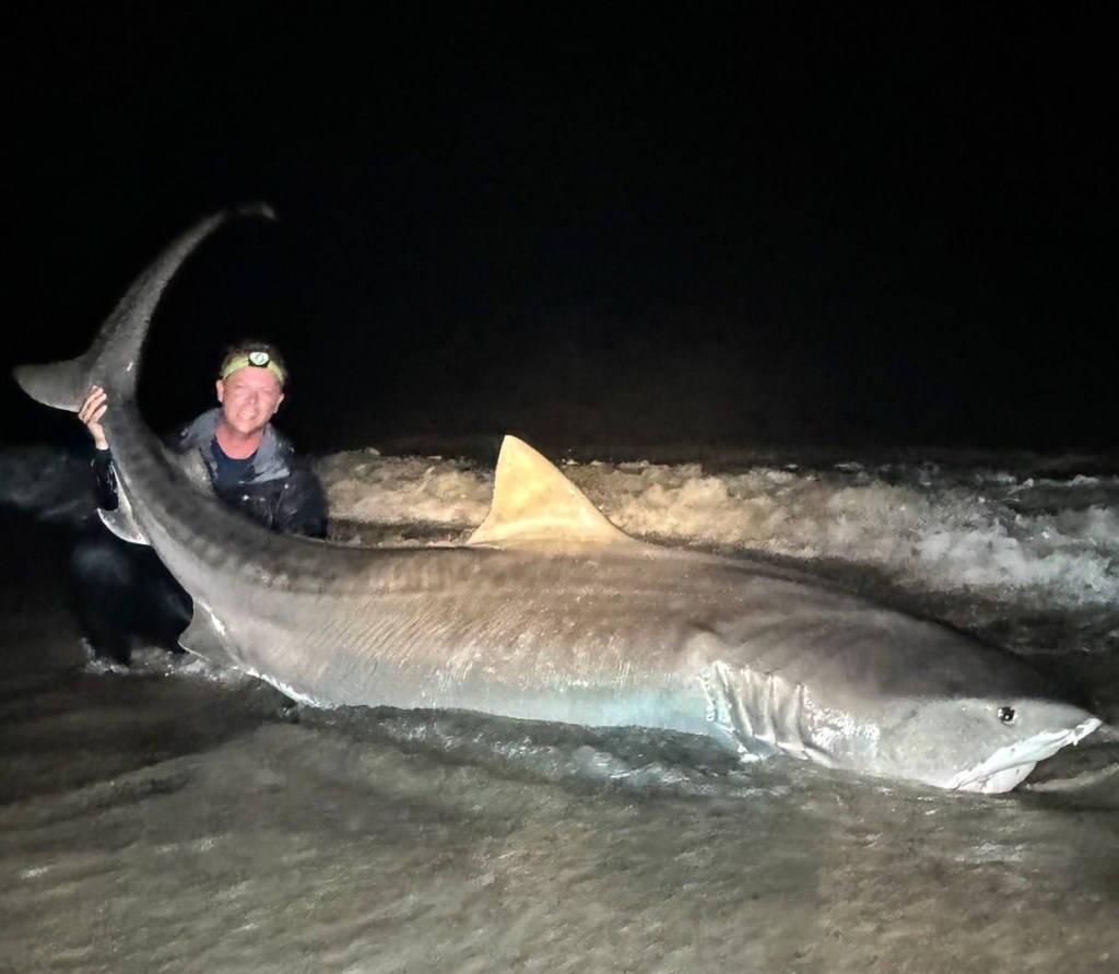 Owen Prior reeled in a 12-foot tiger shark at Jacksonville Beach in Florida last weekend. 