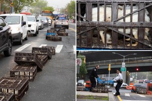 Live chickens mysteriously left across the road in Brooklyn after falling off the back of delivery truck that drove off