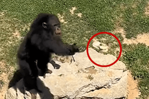 A guest had dropped the sandal in the primate’s paddock at the Shendiao Mountain Wildlife Park in Weihai City, Shandong Province.