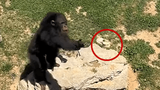 Chimpanzee throws shoe back to zoo visitor in China