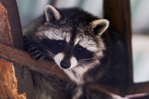 Japan has been dealing with a raccoon infestation that has done damage to the environment and local crops.